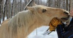 Weterynarze: Dychawica świszcząca