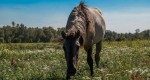 Żywienie: Znaczenie włókna w diecie koni