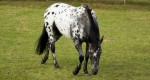 Hodowla: Appaloosa