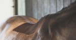 Weterynarze: Kissing Spine Syndrome