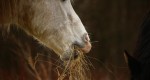 Żywienie: Trzy najczęstsze błędy w żywieniu koni