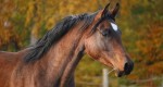 Pielęgnacja: Dlaczego koń wyciera grzywę i ogon ?