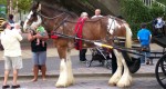 Hodowla: Clydesdale