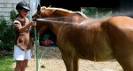 Porady: Zakwasy u koni
