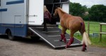 Porady: Transport koni
