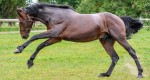 Weterynarze: Jak ocenić zdrowie naszego konia ?